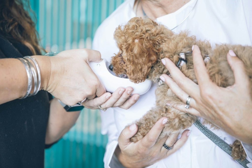 person carrying and feeding brown poodle dog